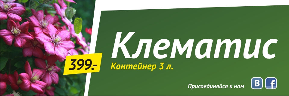Клематис (контейнер 3л) от 399 руб