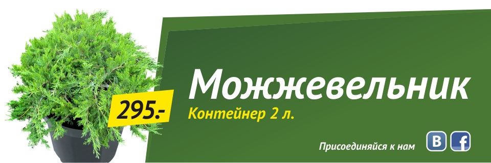 Можжевельник (контейнер 2л) от 295 руб