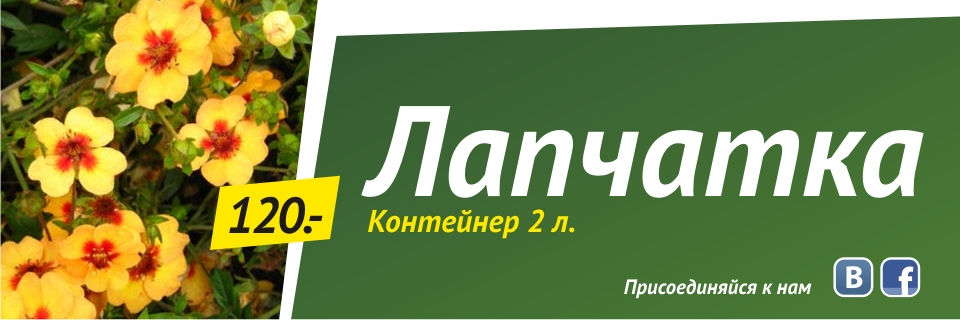 Лапчатка (контейнер 2л) от 120 руб