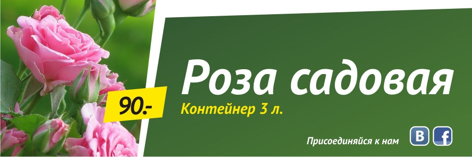 Роза садовая (контейнер 3л) от 90 руб