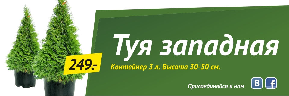 Туя западная (контейнер 3л, высота 30-50 см) 249 руб