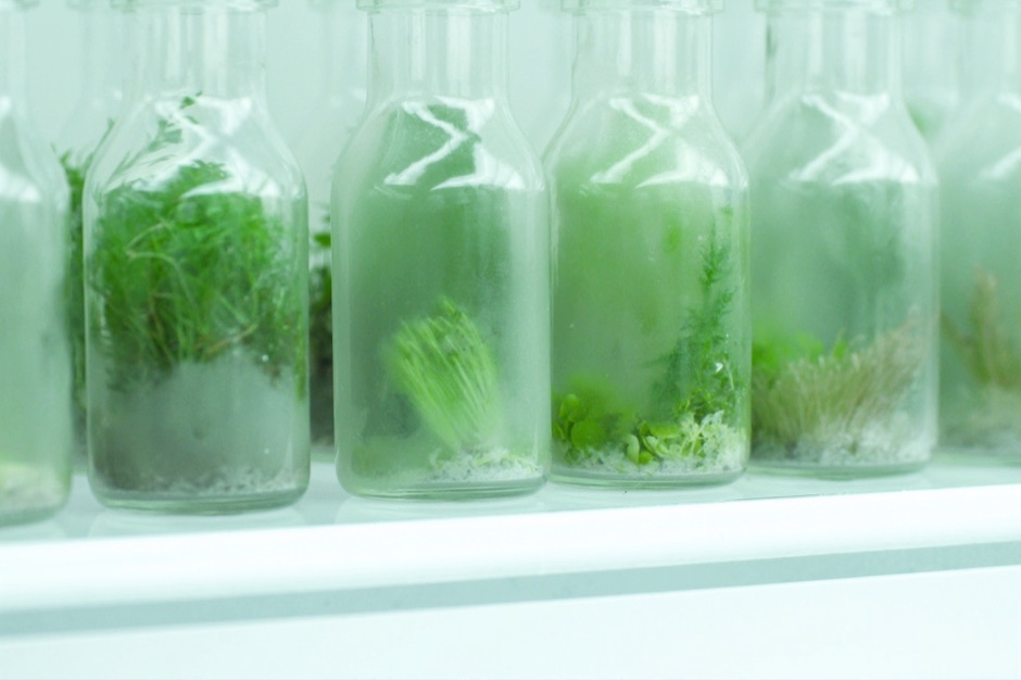 Меристемные растения In Vitro купить