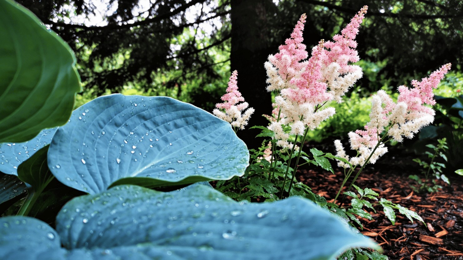 Тенелюбивые многолетники для садов Нижегородской области: макросъемка листьев хосты с росой и соцветий астильбы, качественный посадочный материал