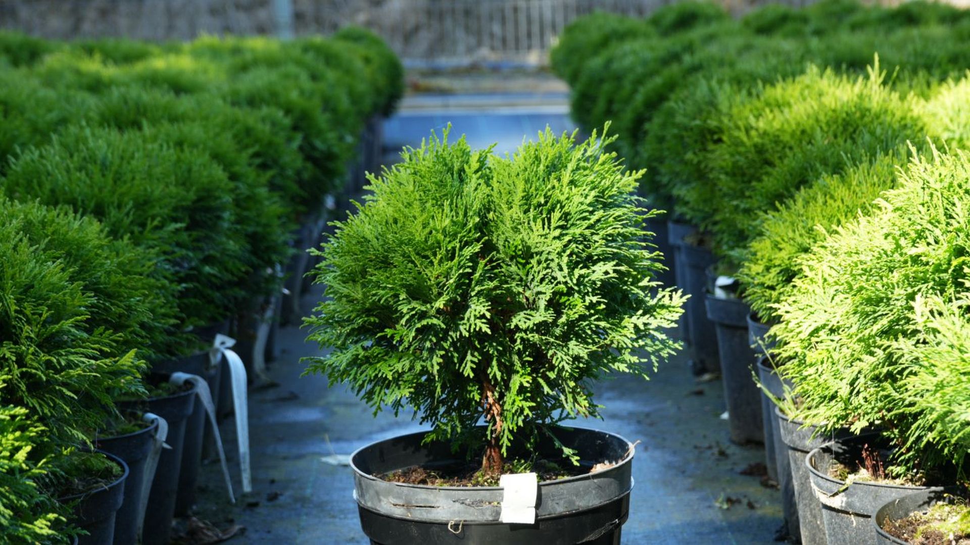 туя шаровидная в контейнере в садовом центре Аллея крупным планом, хвойные растения для живой изгороди и оформления участка