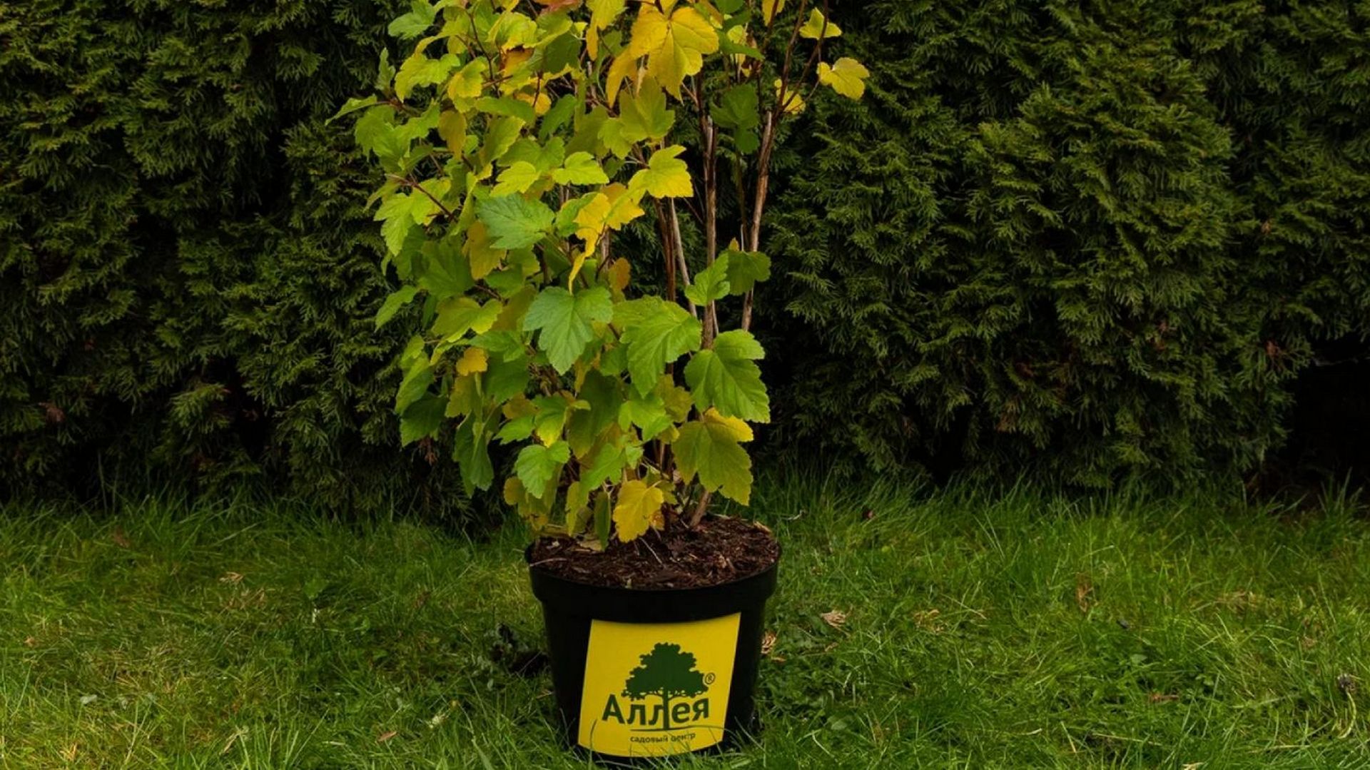 декоративный кустарник Пузыреплодник калинолистный  в горшке садового центра Аллея на фоне зеленой хвойной изгороди, готовый посадочный материал для сада