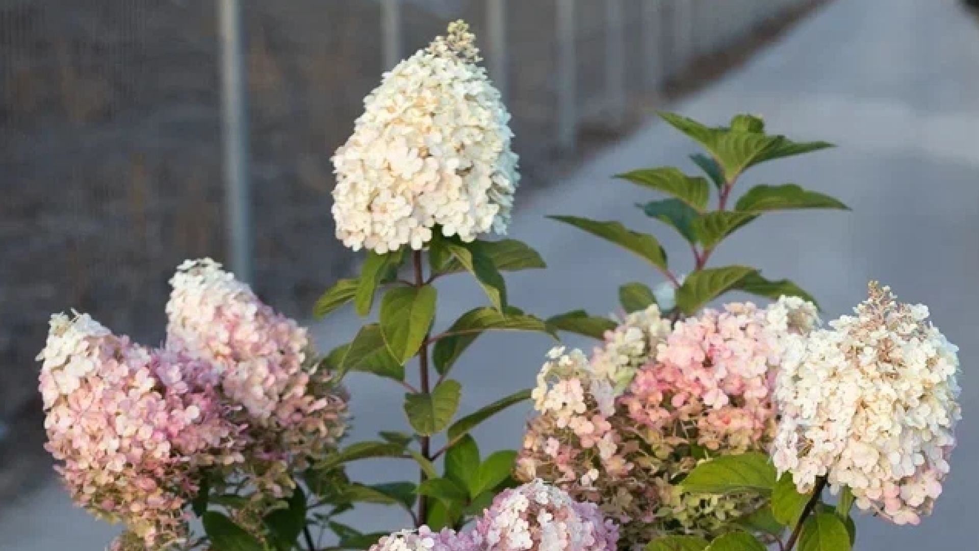 метельчатая гортензия с крупными бело‑розовыми соцветиями крупным планом, декоративный кустарник для сада и цветника