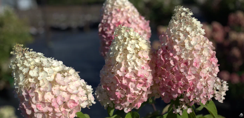гортензия метельчатая красивые цветущие бутоны бело розового цвета