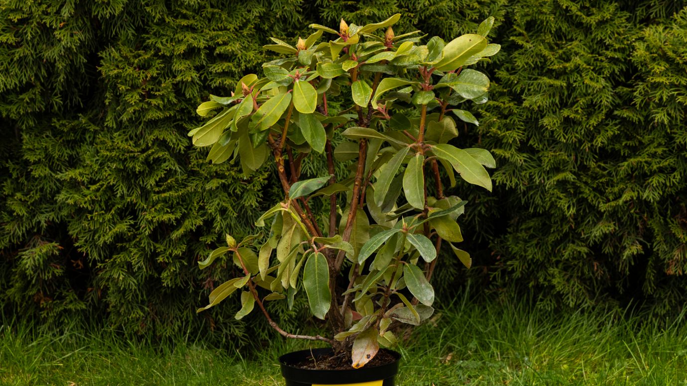 куст рододендрона в горшке садового центра Аллея на газоне перед хвойной изгородью, вечнозеленый декоративный кустарник для полутени