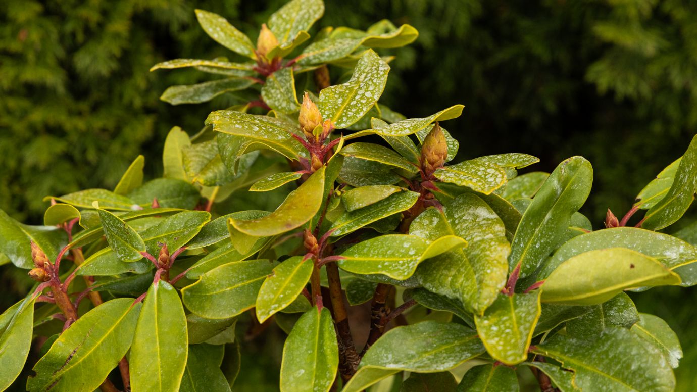 рододендрон крупным планом, вечнозеленые листья и цветочные бутоны на фоне хвойной изгороди, декоративный кустарник для сада