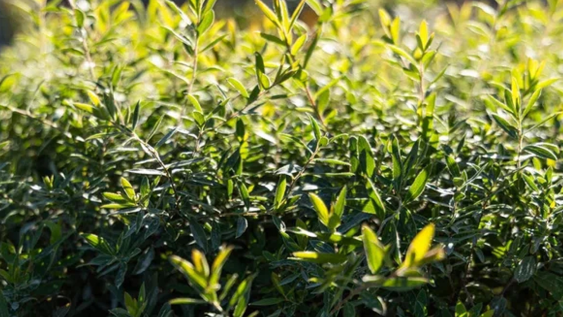 вечнозеленый кустарник крупным планом, густая глянцевая листва для живой изгороди и оформления сада