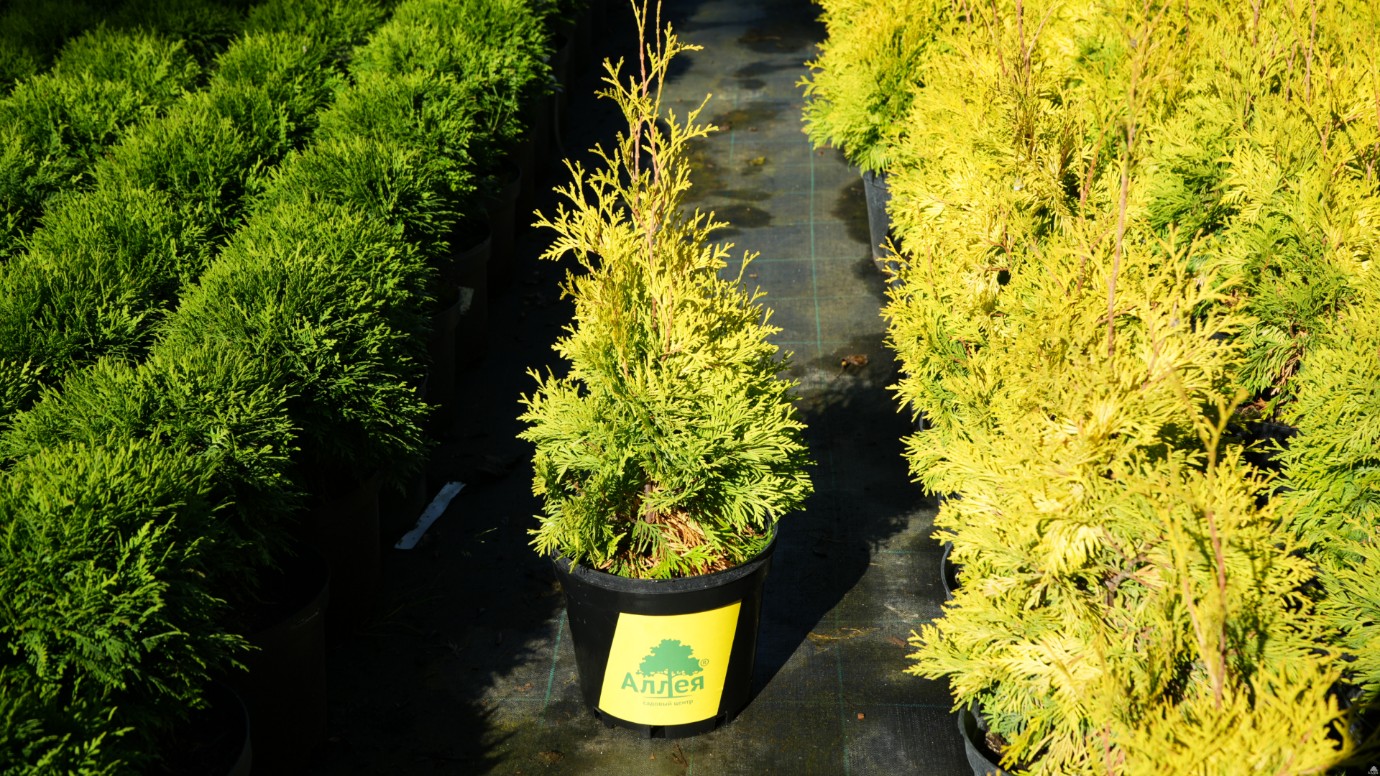 золотистая туя в горшке садового центра Аллея среди рядов хвойных растений, посадочный материал для живой изгороди и декоративных композиций
