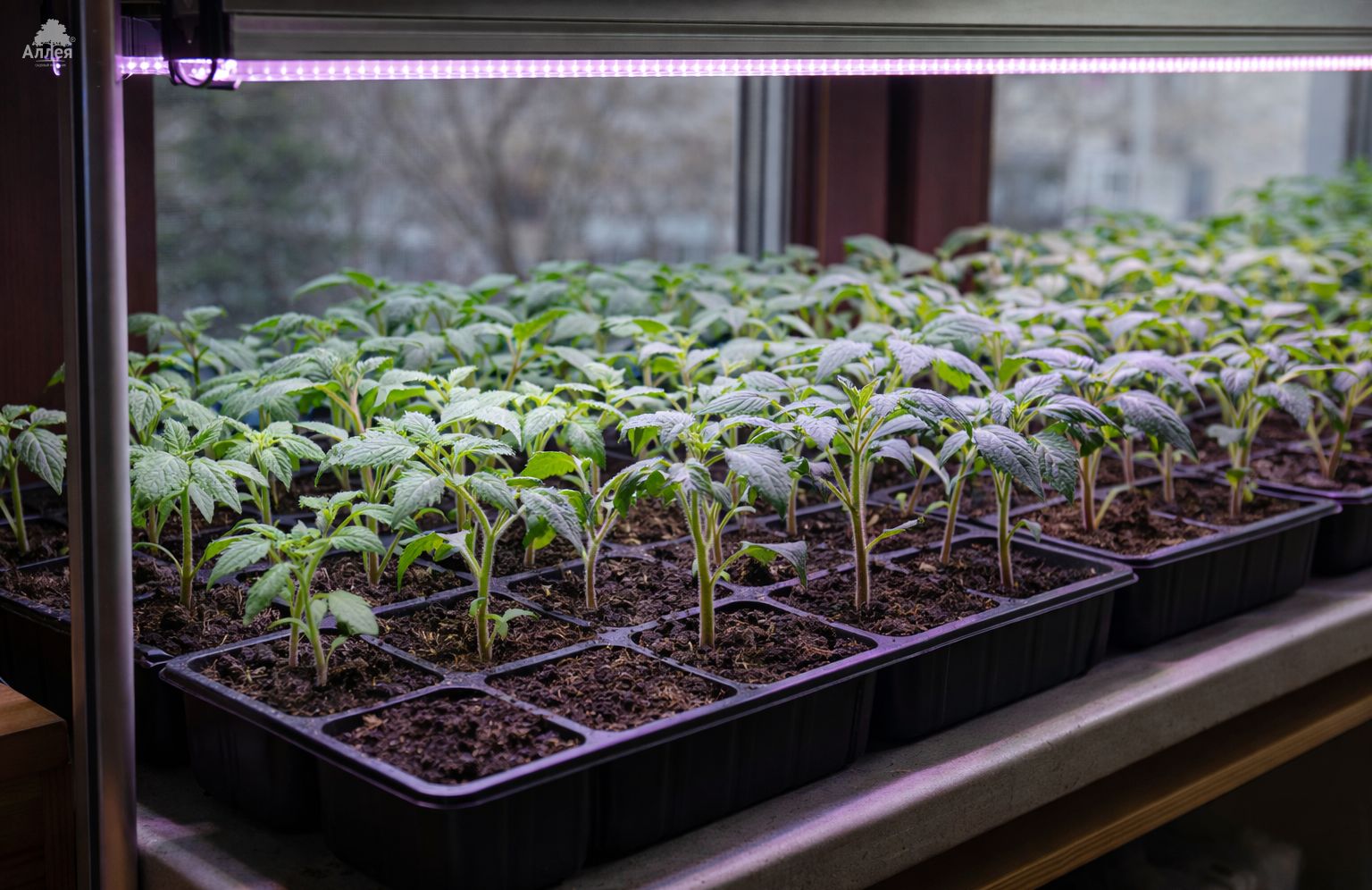 Фитолампа для рассады на подоконнике, пример правильной установки в квартире в 2026 году.