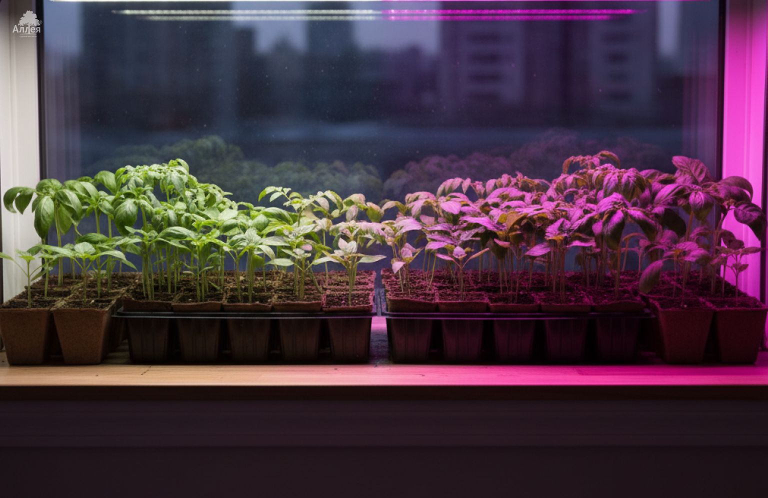Сравнение спектра фитоламп для рассады: слева полноспектральный белый свет, справа фиолетово‑розовое свечение над растениями.