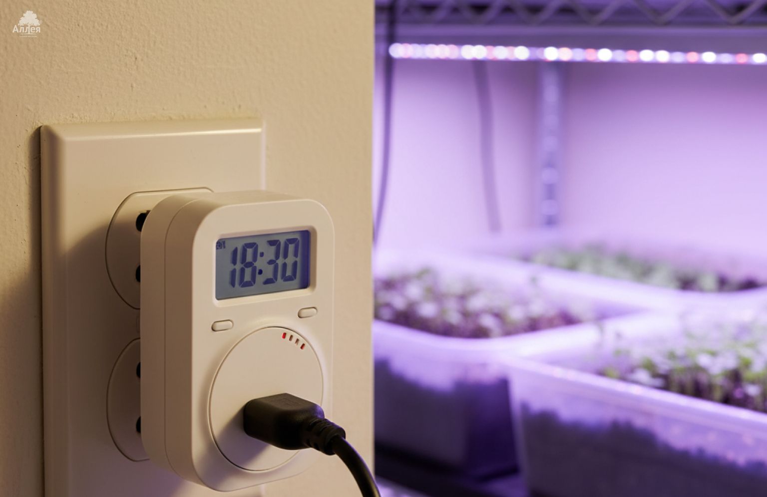 Розетка-таймер и включённая фитолампа над рассадой, наглядный пример автоматической досветки растений по расписанию.