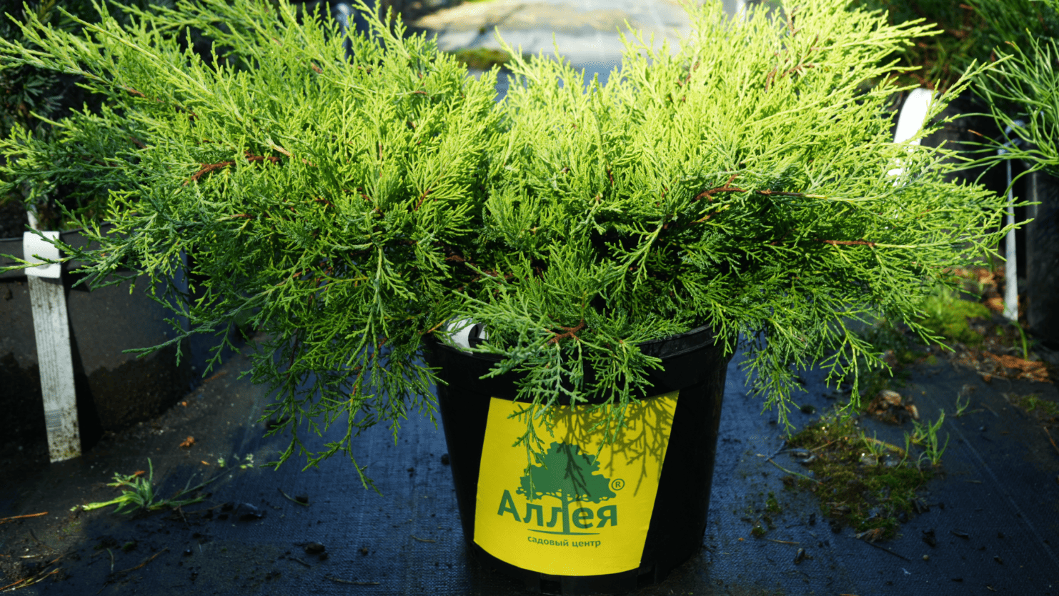 Крупный декоративный можжевельник насыщенно‑зелёного цвета в фирменном горшке садового центра