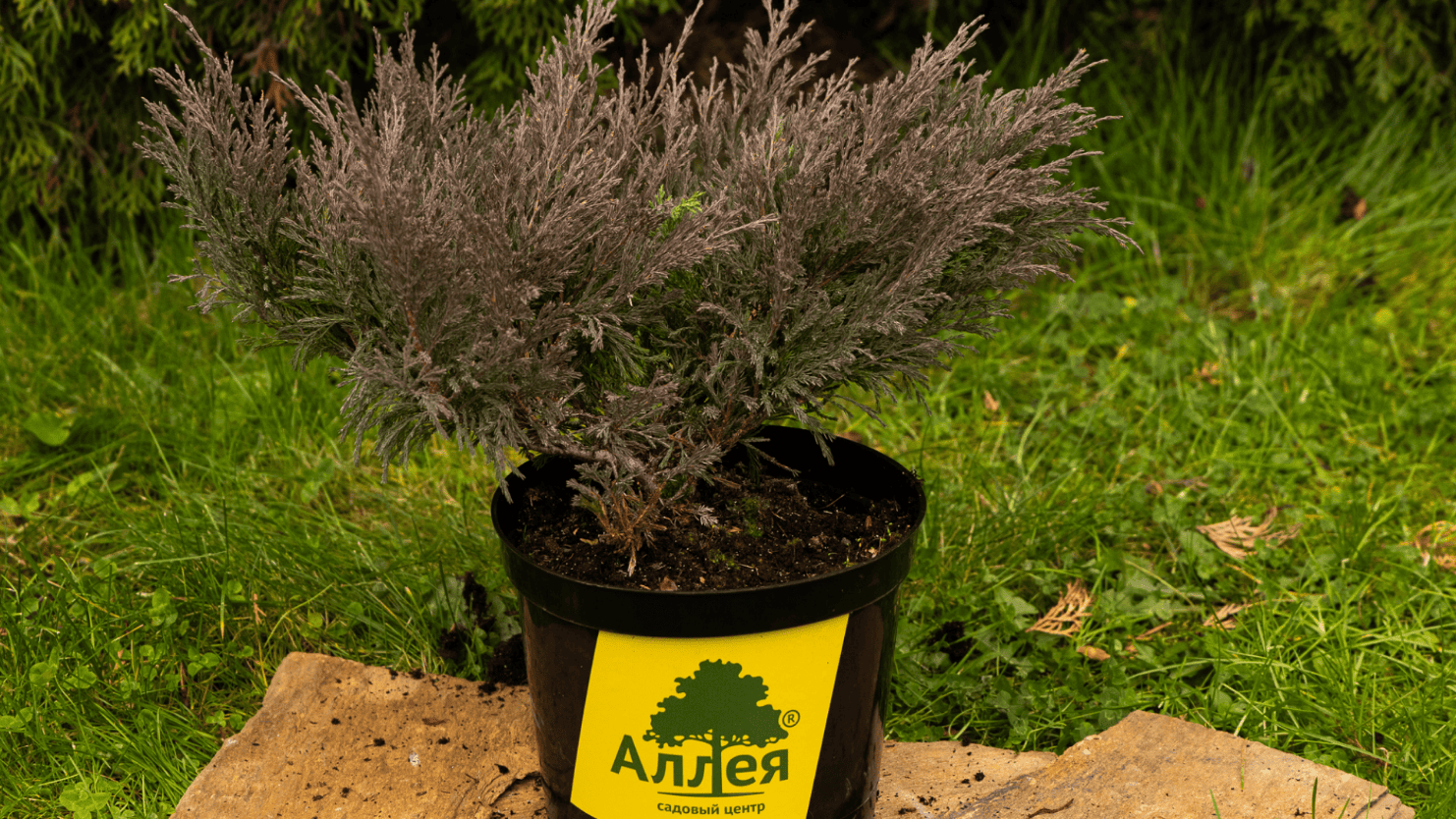 Декоративный можжевельник с бордовым оттенком хвои в фирменном горшке