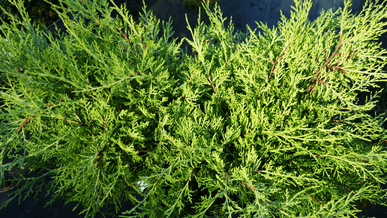 Зелёные хвоинки и побеги можжевельника крупным планом, фактура хвои для ландшафтного дизайна и живых изгородей.