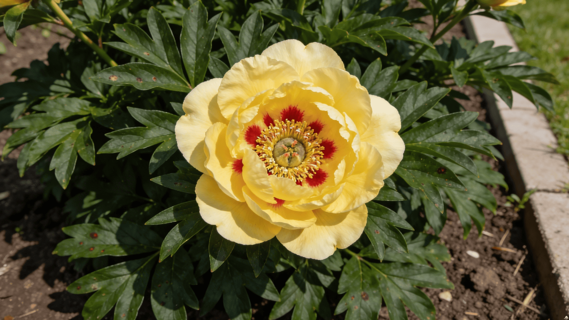 Цветок жёлтого пиона Бартцелла крупным планом, лимонно‑жёлтые лепестки с красными штрихами у центра, плотная здоровая рассечённая листва без повреждений