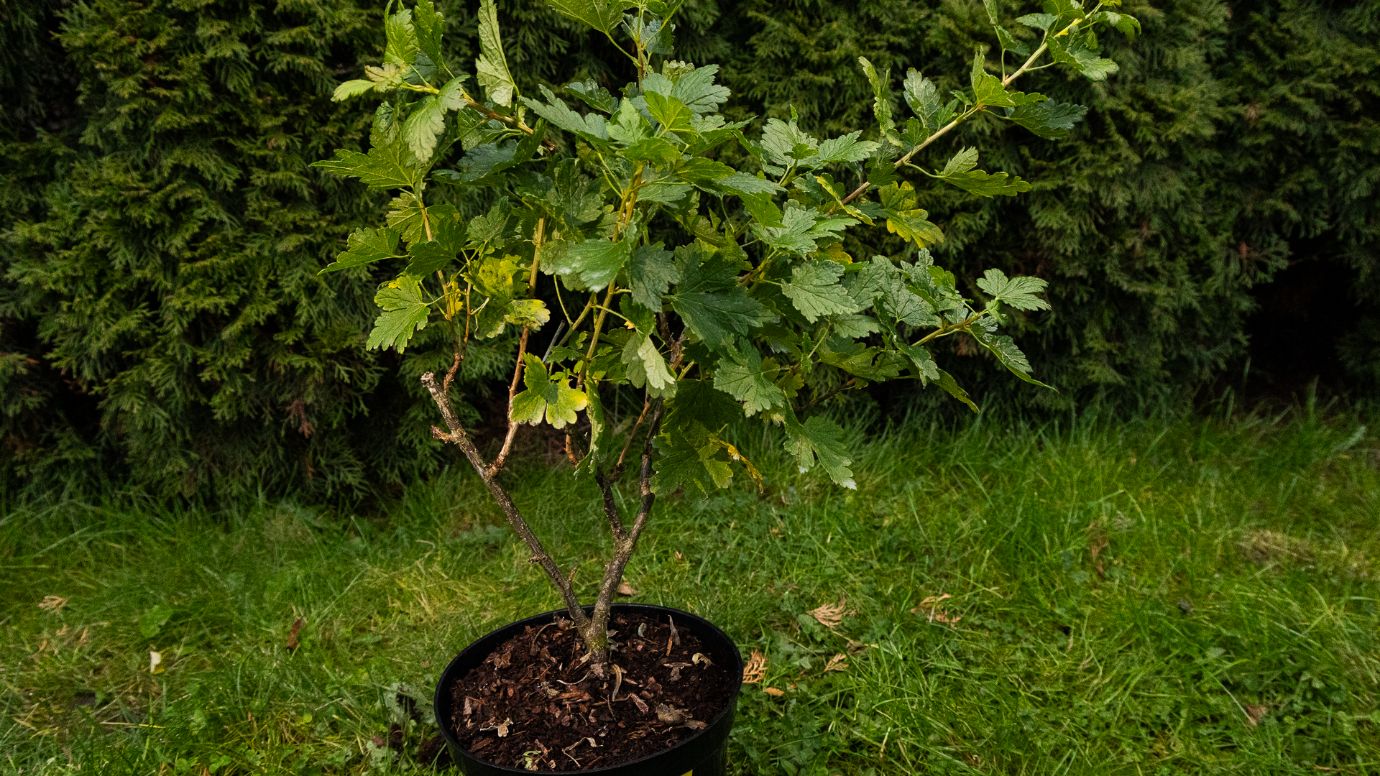 листопадный кустарник в горшке садового центра Аллея на газоне перед хвойной изгородью, посадочный материал для сада и дачи