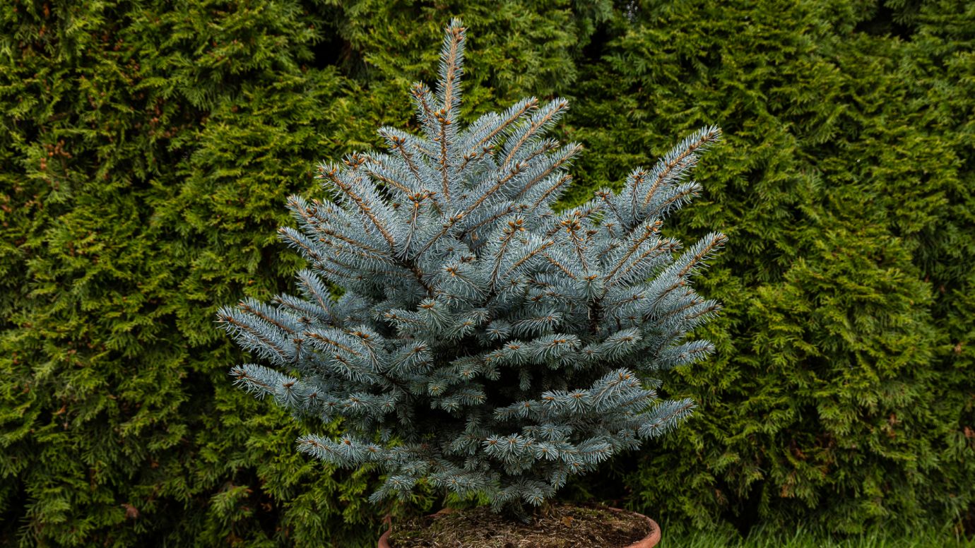 голубая ель в контейнере на фоне зеленой хвойной изгороди, хвойное дерево с голубой хвоей для декоративного сада и приусадебного участка