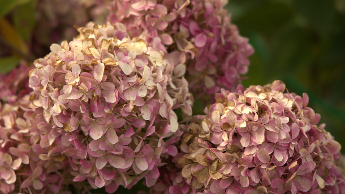 Розовые соцветия метельчатой гортензии в конце сезона сохраняют декоративность и отлично подходят для сухих букетов.