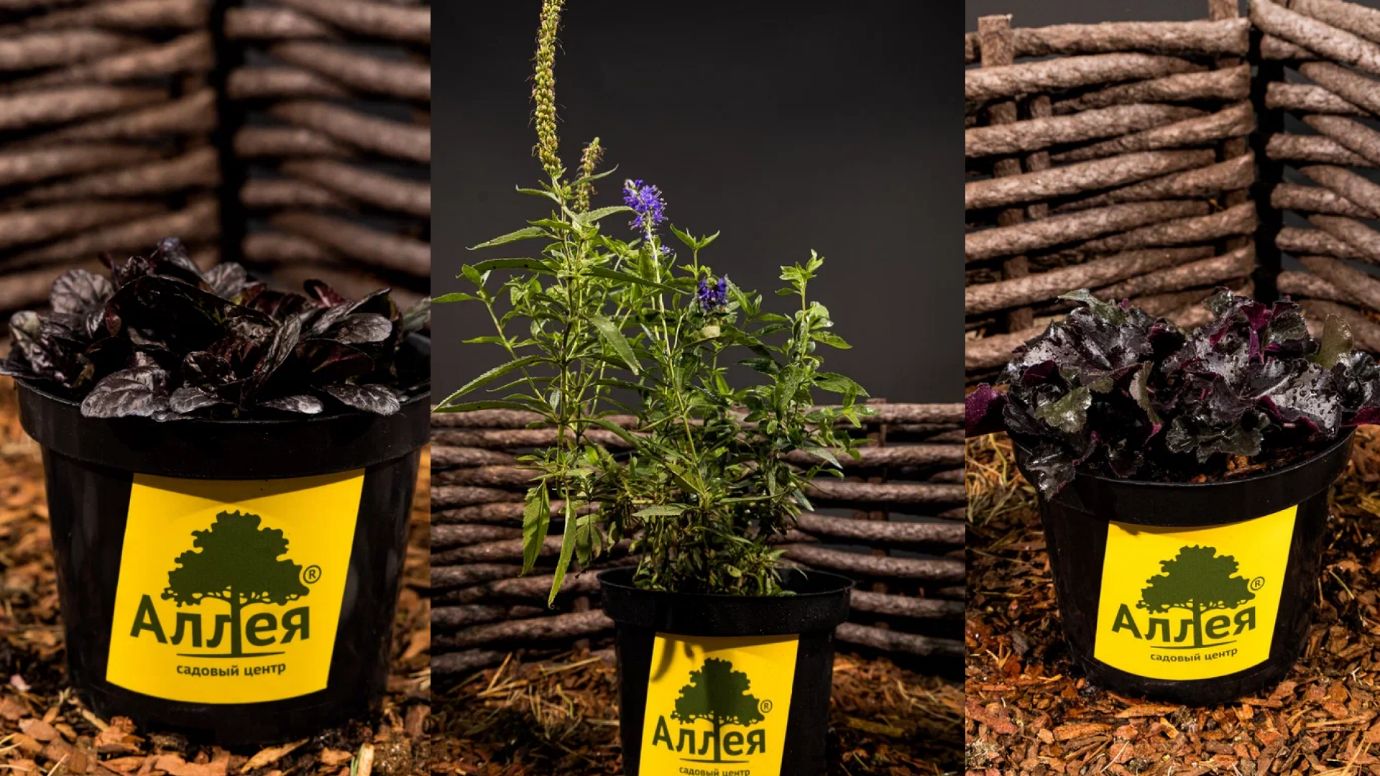 живучка ползучая ajuga reptans atropurpurea, гйхера Heuchera екоративнолистныйтимьян ползучий thymus serpyllum и вероника колосистая veronica spicata blue в горшках садового центра Аллея для посадки в саду