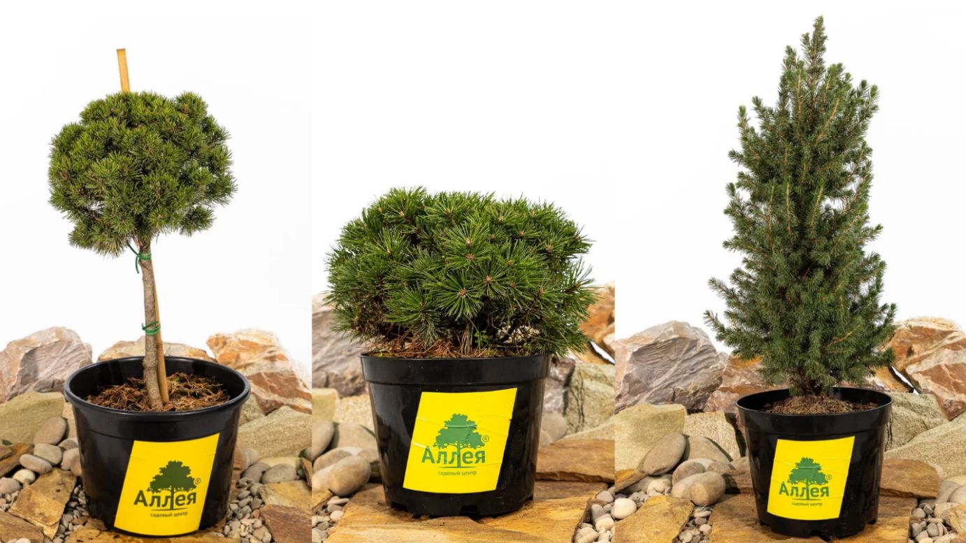 сосна горная mops, сосна горная benjamin и ель канадская conica в горшках садового центра Аллея на декоративной отсыпке камнем, хвойные растения для рокария и небольшого сада