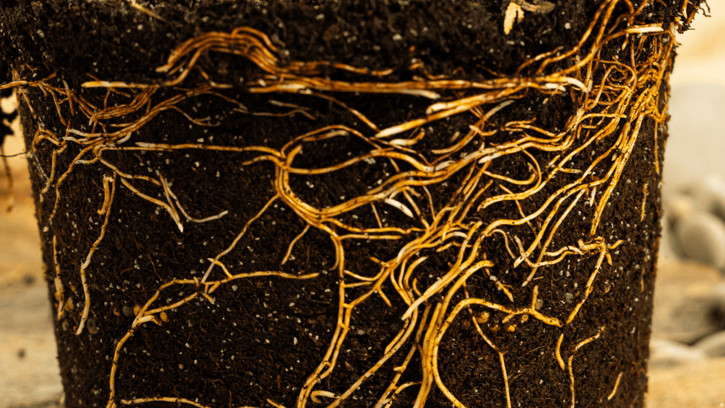Корневая система саженца крупным планом, хорошо видны белые активные корни в питательном грунте.