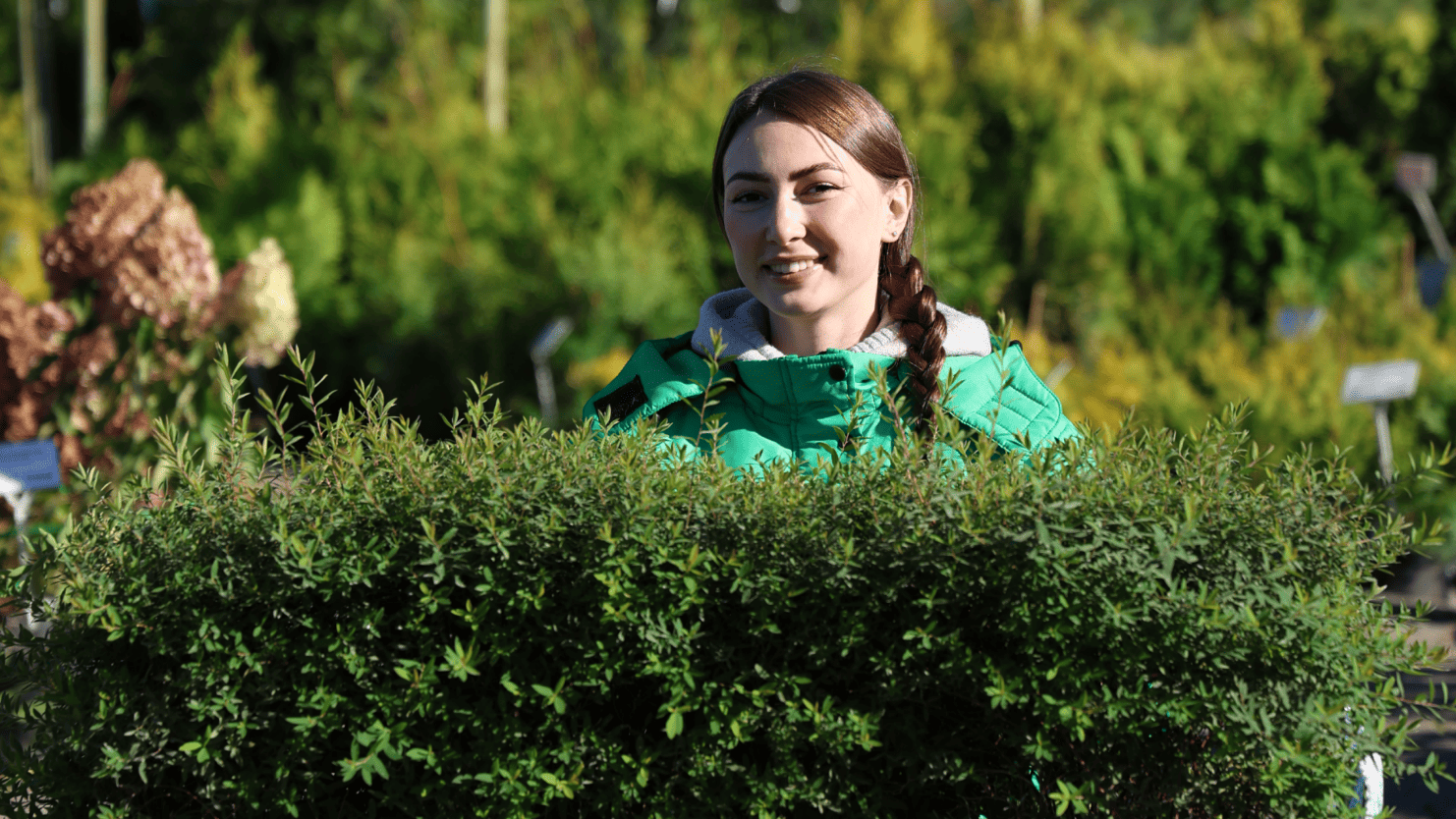 Живая изгородь на участке в Нижнем Новгороде, пример плотной зелёной стены из кустарников для защиты от соседей и дороги и сотрудница садового центра 