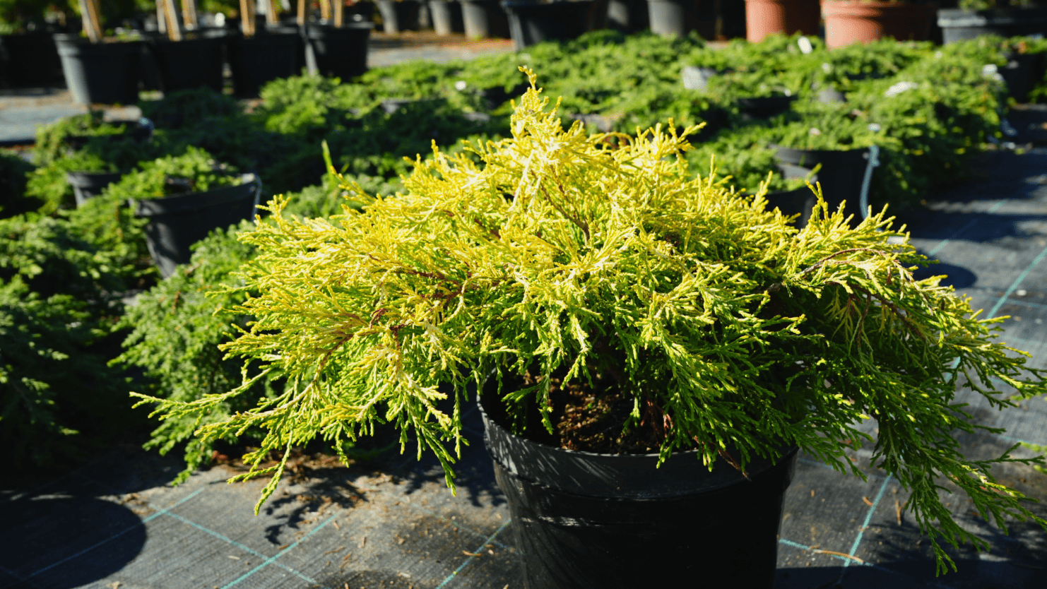 Стелющийся можжевельник для живой изгороди и почвопокровных композиций, красивый хвойный акцент на участке в Нижегородской области