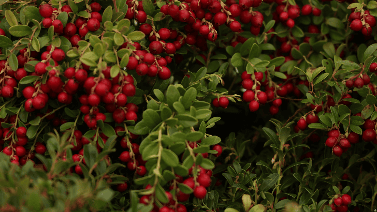 Ярко‑красные ягоды боярышника крупным планом, колючий кустарник для непроходимой живой изгороди в саду Нижнего Новгорода