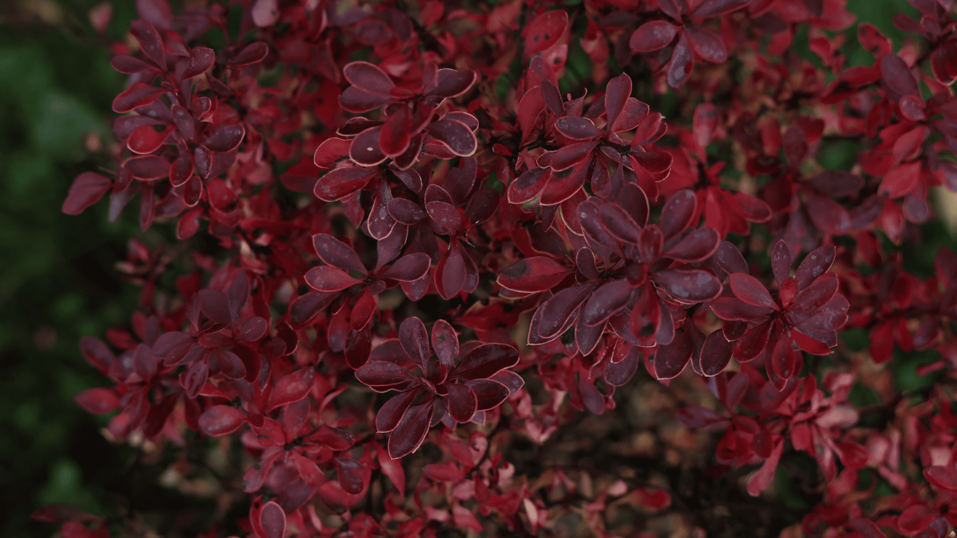 Листья пузыреплодника крупным планом, декоративный кустарник с яркой листвой для эффектной живой изгороди в Поволжье