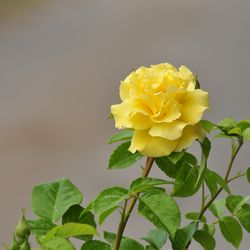 Роза плетистая Голден Парфюм купить в Нижнем Новгороде