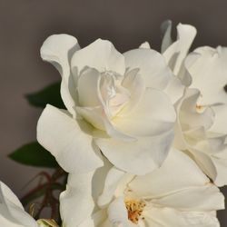 Роза плетистая Айсберг купить в Нижнем Новгороде