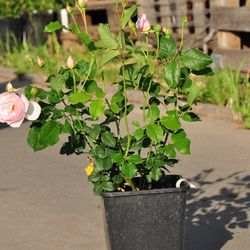 Роза английская душистая Хэритейдж купить в Нижнем Новгороде