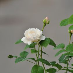 Роза английская душистая Винчестер Кафедрал купить в Нижнем Новгороде