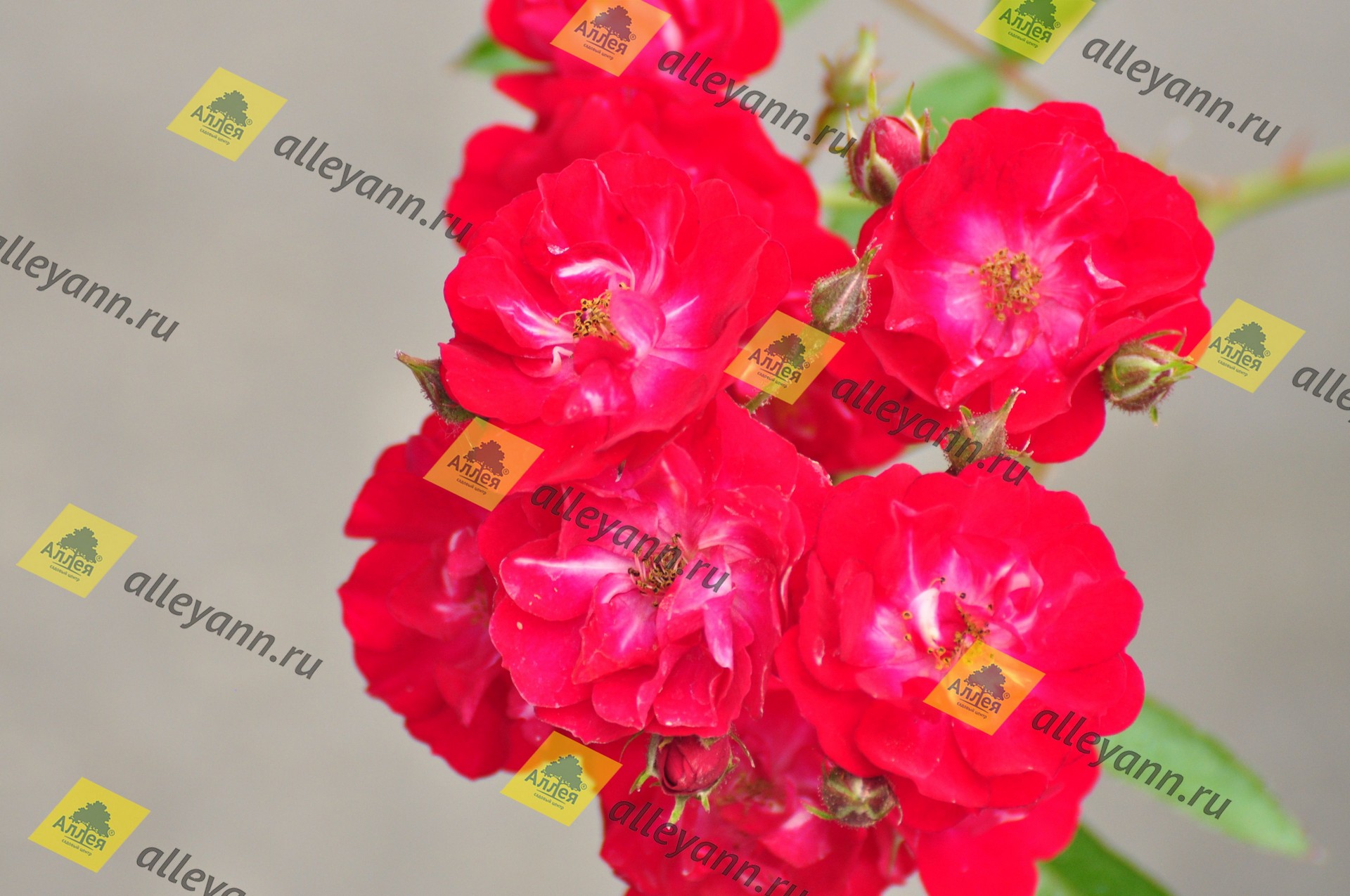 Роза почвопокровная Ред Фейри - купить саженцы из питомника, цена в Нижнем Новгороде
