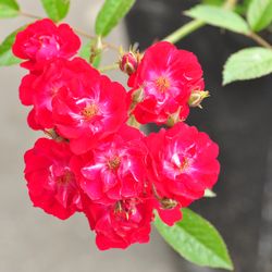 Роза почвопокровная Ред Фейри - купить саженцы из питомника, цена в Нижнем Новгороде