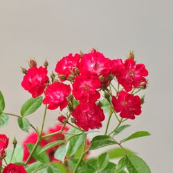 Роза почвопокровная Ред Фейри купить в Нижнем Новгороде