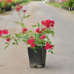 Роза почвопокровная Ред Фейри купить в Нижнем Новгороде