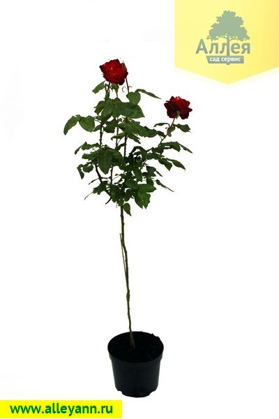 Штамбовые Розы Фото Цена