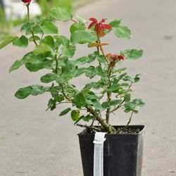 Роза чайно-гибридная Дам де Кер купить в Нижнем Новгороде