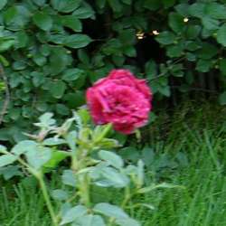 Роза миниатюрная Скарлет Хит купить в Нижнем Новгороде