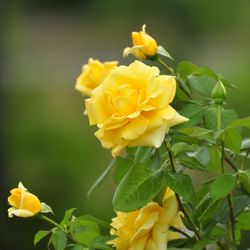Роза штамбовая  флорибунда Артур Белл купить в Нижнем Новгороде