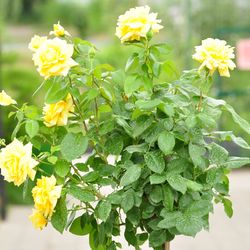 Роза штамбовая  флорибунда Артур Белл купить в Нижнем Новгороде