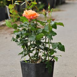 Роза Флорибунда Bonita Renaissance купить в Нижнем Новгороде