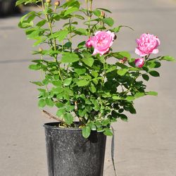 Роза английская душистая Мэри Роз купить в Нижнем Новгороде