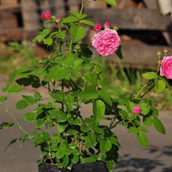 Роза парковая и Альпийская Луис Одиер купить в Нижнем Новгороде