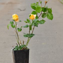 Роза чайно-гибридная Candlelight купить в Нижнем Новгороде