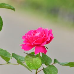 Роза чайно-гибридная Пинк Пис купить